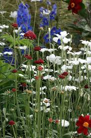 Periwinkle periwinkle, also known as myrtle, is a popular ground cover with shiny dark green leaves that bloom in april and may with purple, blue, or white flowers. Red White Blue Pretty White And Blue Flowers Blue Flowers Garden Blue Flower Arrangements