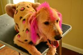 Pin By Katie Soistman On Animals I Groom Dog Groomers Pet Grooming Creative Grooming