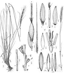 Image result for Trachypogon spicatus
