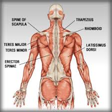 See back muscles and low back pain. The Anatomy Of The Back Muscles Bodybuilding Wizard