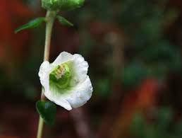 Image result for Hedbergia