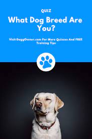 Pin On Dog Quizzes