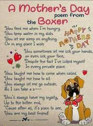 Love It And Think It Goes To All Breeds Boxer Dog Quotes Boxer Dogs Funny Boxer Dogs Training