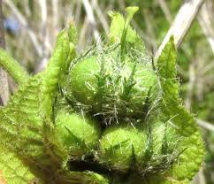 Image result for Dalechampia capensis