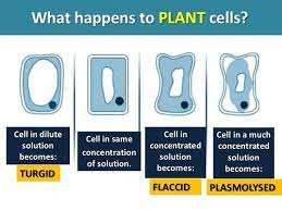 What Does Flaccid Mean In Biology Tutordale Com