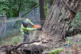 How to Choose the Best Tree Removal Company in Portland