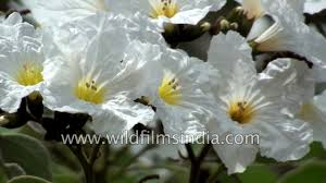 I bought a small (maybe 10in tall) olive tree a month ago, and now there is lots of new growth but as the leaves unfurl they dry up and fall off. Cordia Boissieri Or Texas Wild Olive Has White Blooms In Profusion Youtube