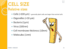 We did not find results for: Introduction To Cells Topic 1 1 Ib Biology Miss Werba Ppt Download