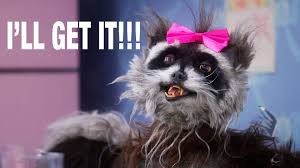 Rose I Ll Get It Animal Jokes Cute Animals Christine Mcconnell