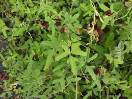 Image result for Macroptilium atropurpureum