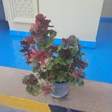 Image result for Acalypha sonderiana
