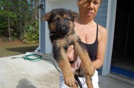 Check spelling or type a new query. German Shepherd Puppies 11 Weeks Old For Sale In North Port Florida Classified Americanlisted Com