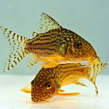 Sterbai Cory Aquarium Fish Aquarium Catfish Tropical Freshwater Fish