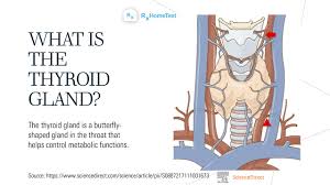 Image result for Thyroid Function Summary