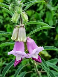 Image result for Sesamum alatum