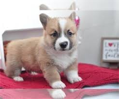 Looking for a corgi puppy or dog in florida? Pembroke Welsh Corgi Puppies For Sale In Florida Usa Page 1 10 Per Page Puppyfinder Com