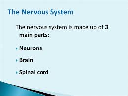 Check spelling or type a new query. The Nervous System Cornell Notes Ppt Download