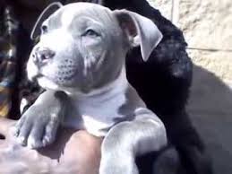 We did not find results for: Gray Pitbull Puppies With Blue Eyes Pet S Gallery