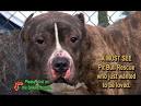 - Pennsylvania Pit Bull Rescue - ADOPTIONS - Rescue Me!