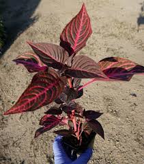 Image result for Iresine lindenii