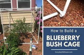 Make your own homemade organic dye using blueberries. How To Build A Simple Diy Blueberry Bush Cage Everyday Old House
