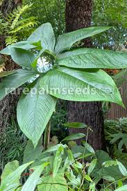 Image result for Sauromatum venosum