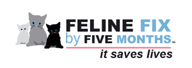 Feline Fix by Five. WITH INTRO MUSIC