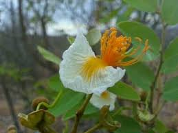Image result for Bobgunnia madagascariensis
