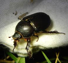 Image result for Pentodon