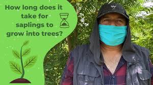 Your plants will get everything they need from our led lights, watering system and. How Long Does It Take For Saplings To Grow Into Trees Youtube