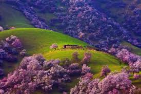 新疆的春天叫伊犁：花海、草原、原野，人间四月最美的画卷_中国网草原频道