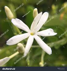 Image result for Jasminum fluminense