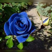 Join facebook to connect with bunga ros biru and others you may know. 3 Benih Bunga Mawar Biru Rambat Climbing Blue Rose Mudah Tumbuh Lazada Indonesia