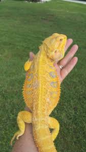 Black And White Tegu Lizard In South Carolina Citrus Tiger Info Bearded Dragon Pets Mini Pig