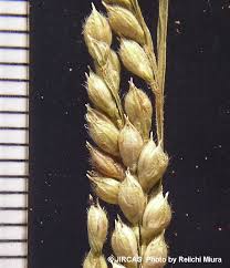 Image result for Urochloa xantholeuca