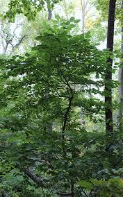 Caught him red handed munching on some new saplings. The Rarest Tree May June 2017 Minnesota Conservation Volunteer Minnesota Dnr
