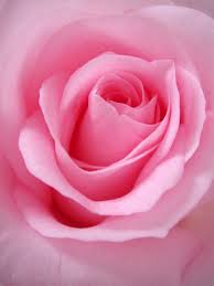 Nature pictures of flowers and butterflies for iphone and android. 100 Pink Flower Images Download Free Pictures On Unsplash