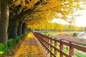 You will not regret choosing to come to any one of the spots shown above. 9 Places To Visit In Korea That Look Even More Stunning In Autumn Nature Autumn In Korea Beautiful Nature