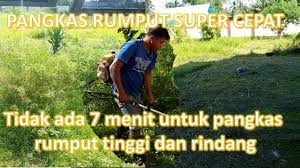 Meski terdapat nama jepang di dalamnya, tanaman ini bukan berarti berasal dari negara matahari terbit tersebut. Cara Memangkas Rumput Super Cepat Youtube