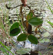 Image result for Potamogetonaceae