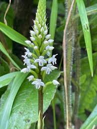 Image result for Satyrium crassicaule