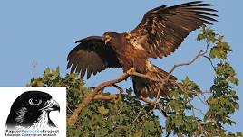Raptor Resource Project