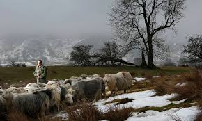 Observer Original Photography March 2015 Animals Photography Photo