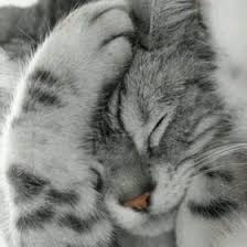 Berburu untuk melatih insting alami si kucing. Islamic Board