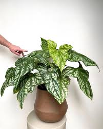 Image result for Cercestis congensis