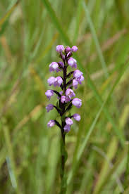 Image result for Brachycorythis buchananii