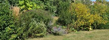 Pfingstrosen, flieder und duftsteinerich blühen herrlich und verströmen angenehme düfte. Eine Wildhecke Aus Baumen Strauchern Und Stauden Gestalten Mdr De