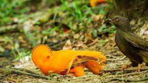 By interacting with this site, you agree to our use of cookies. Dancing With The Birds Video 2019 Imdb