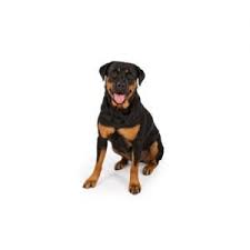 All guardian rottweiler puppies are raised in our home and socialized with a plethora of other. Rottweiler Puppies Petland Sarasota