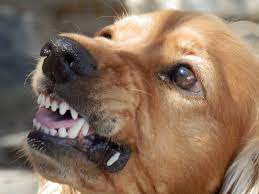 Before identifying that your puppy is in fact being aggressive, it's important to know if the behavior is true aggression, or perceived aggression. Do You Have An Aggressive Puppy Here Are The Signs Share Your Pet
